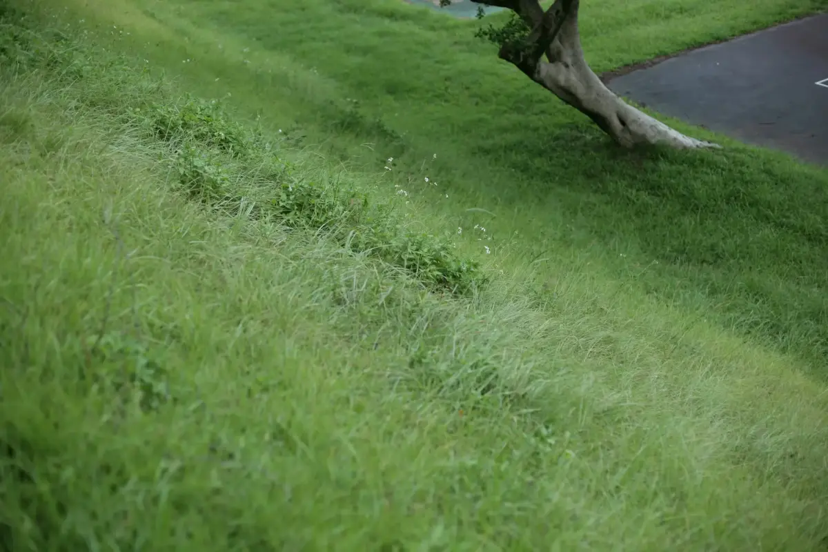 Freshly Mowed Lawn