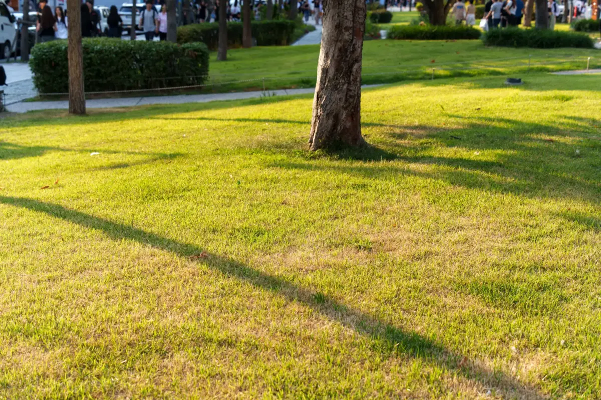 Lawn After Service