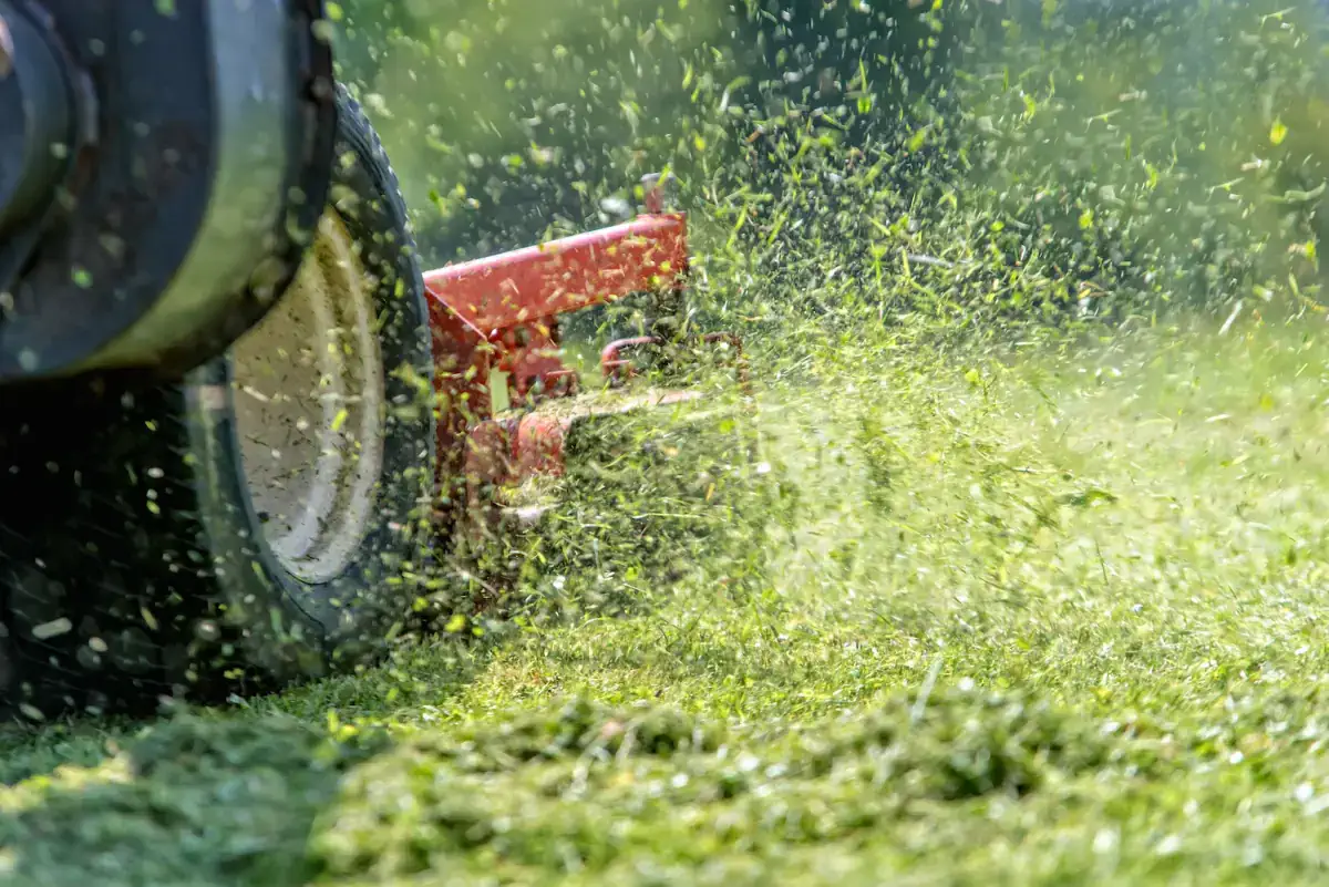 Freshly mowed lawn in Sydney, Australia